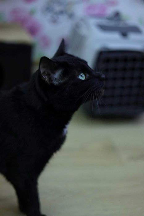 Frodo -piękny czarny kocurek :)