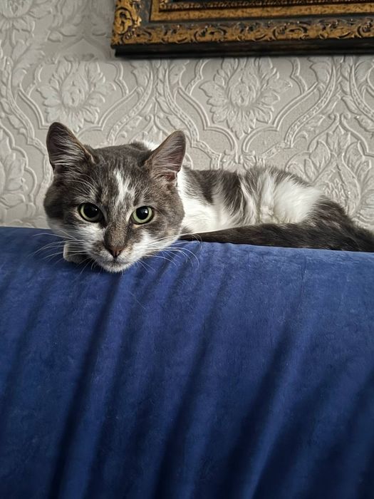 Котик 7-8 місяців