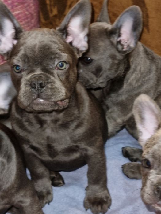 Щенята французського бульдога