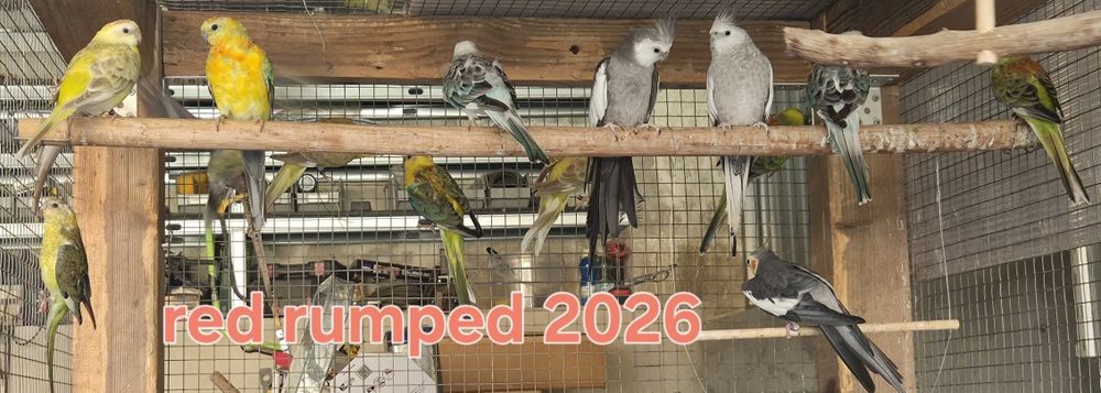 Varios Red Rumped 2026