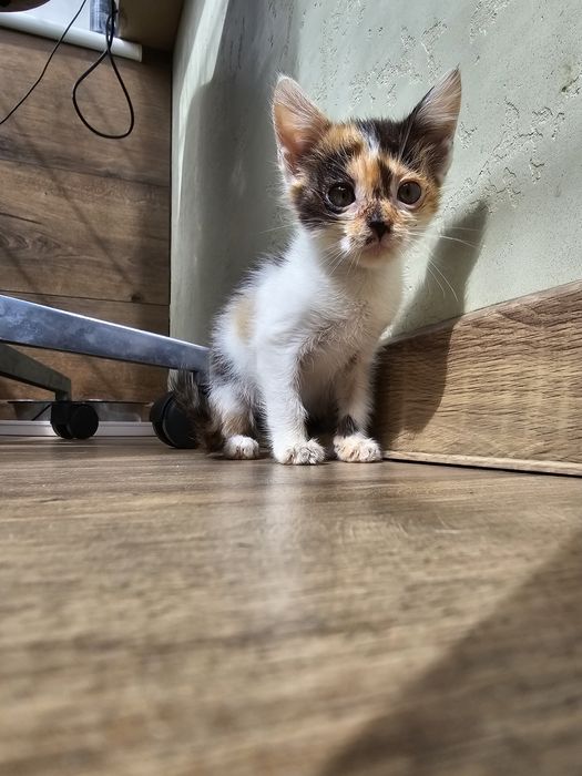 Маленьке кошеня шукає дім