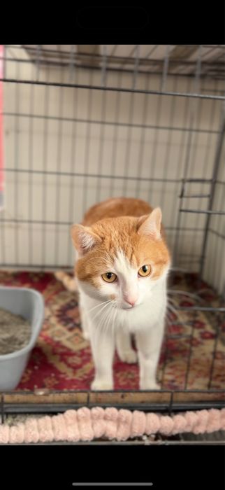 Rudo biały kocurek do adopcji