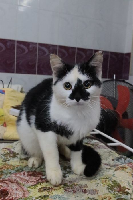 Котенок Бублик  6 мес.