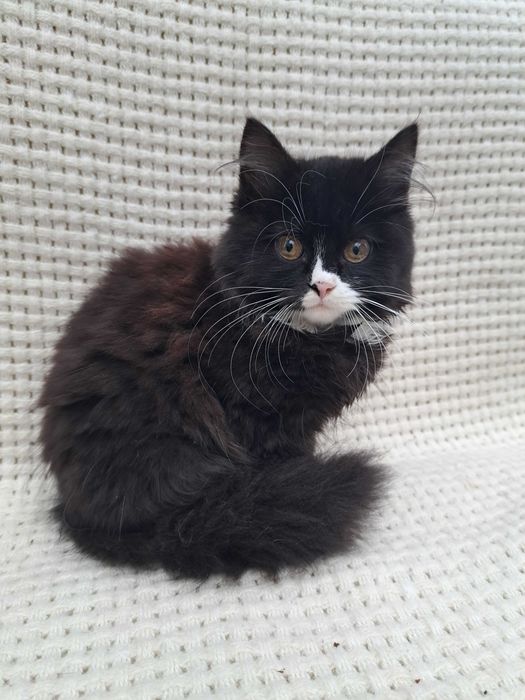 Котята пушистые красивые мальчики