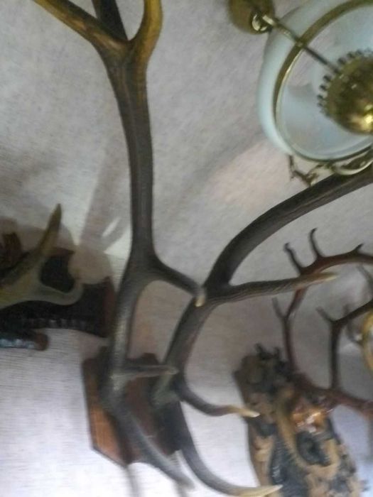 Рога,коллекция,5экз.