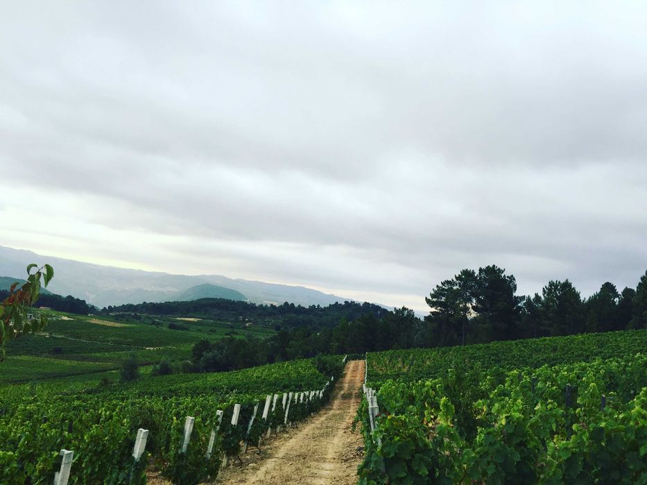 Vinha de casta moscatel