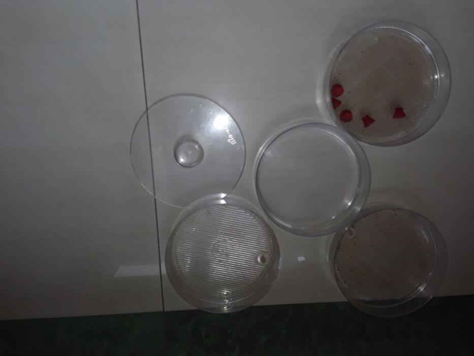 Kiełkownica bionatura