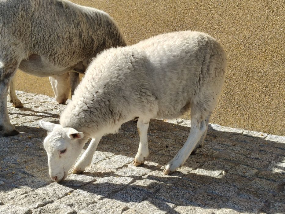 Casal de borregos