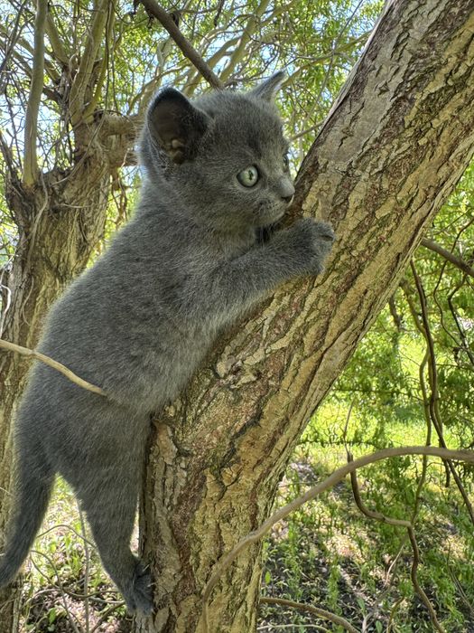 Британские котята