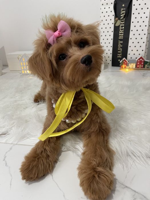 Помапу — Гарантовано закохаєтесь з першого погляду