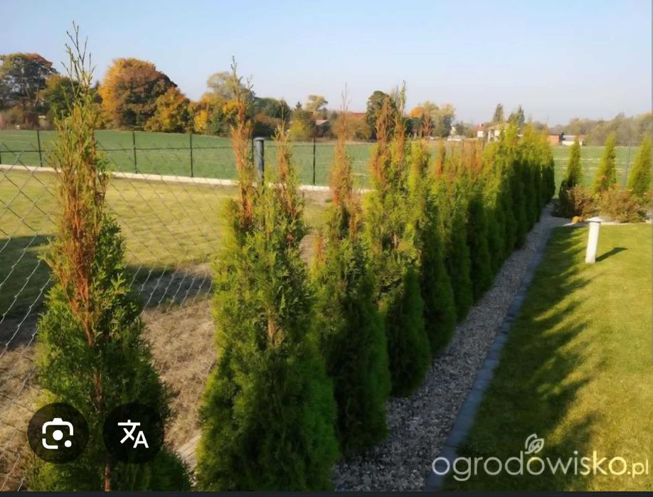 Tuja Szmaragd 100-170 Żywoplot Możliwość Posadzenia OGRODY