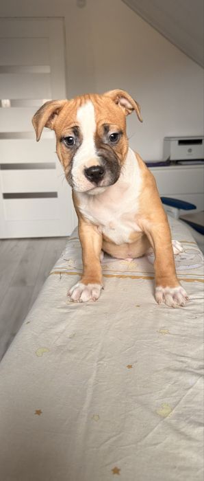 Amstaff piesek o mocnej budowie