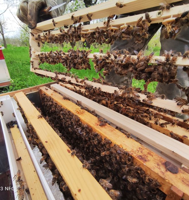 плідні матки , бакфаст , бджоли , неплідні , пакети, карніка, карпатка