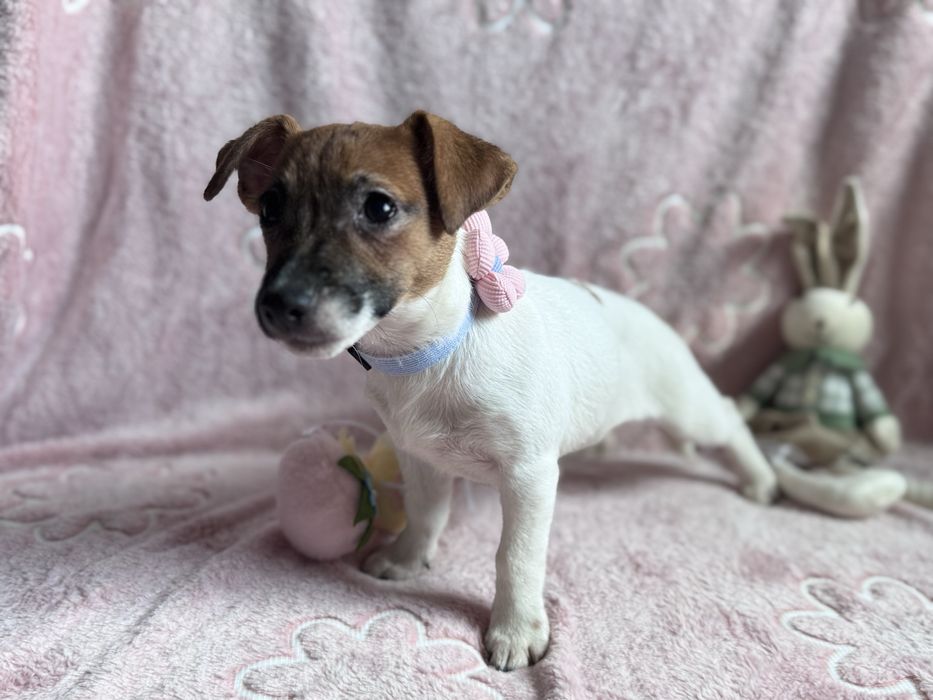 Jack Russell Terrier - SUNIA gotowa do odbioru