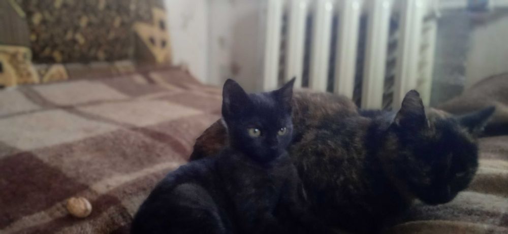 Віддам кошенят, отдам котят