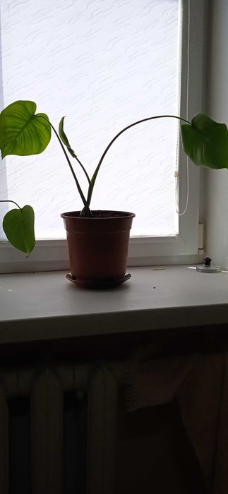 Вазони Монстери в горщиках