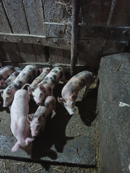 Продам маленькі свині