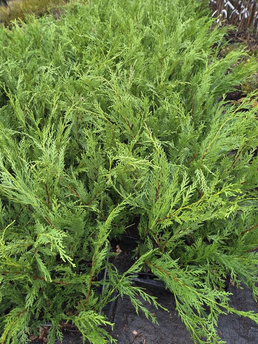 Cupressocyparis leylandii,  Cyprysowiec  Leylanda