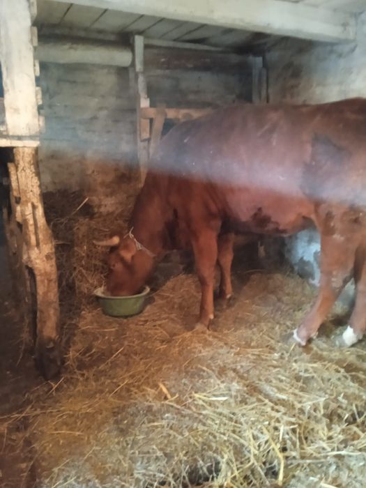 Продам теличку тільну