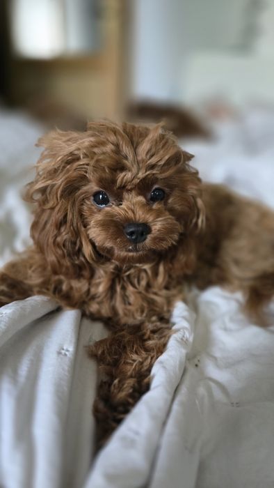 Cavapoo F1b sunia