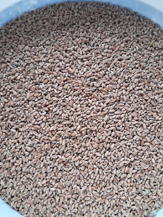 Pszenica jara Patricia pasza dla kur gołębii