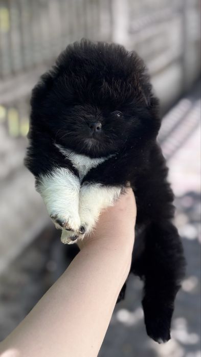 Цікава дівчинка померанка