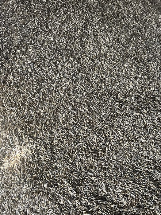 Pszenica owies możliwy  transport