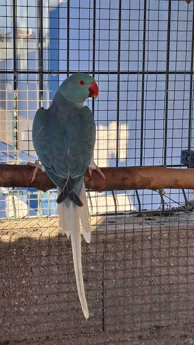 Ring necks 2024 / 2025 cleartail