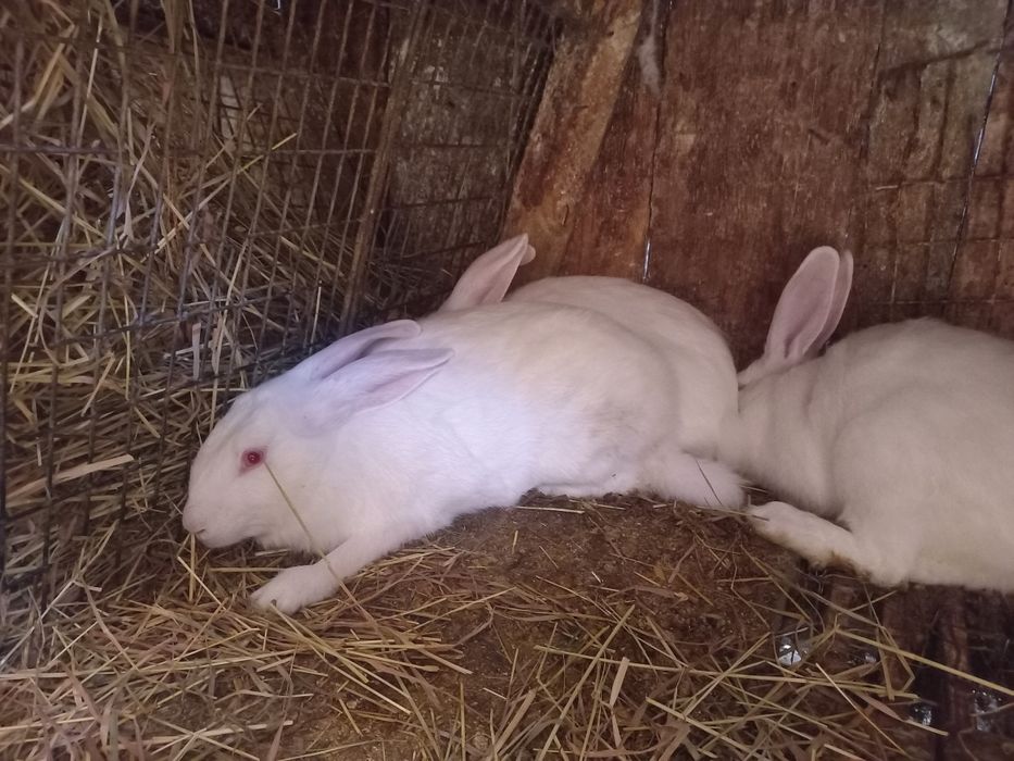 Самички,термонки,молоді!