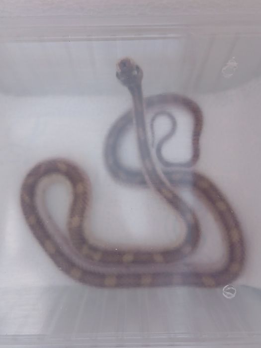 Wąż Pantherophis Obsoletus Samica