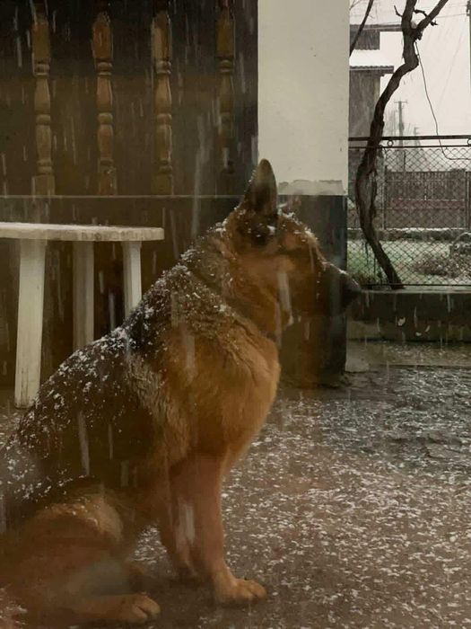 Є собака для вязки вік 1рік 8місяців