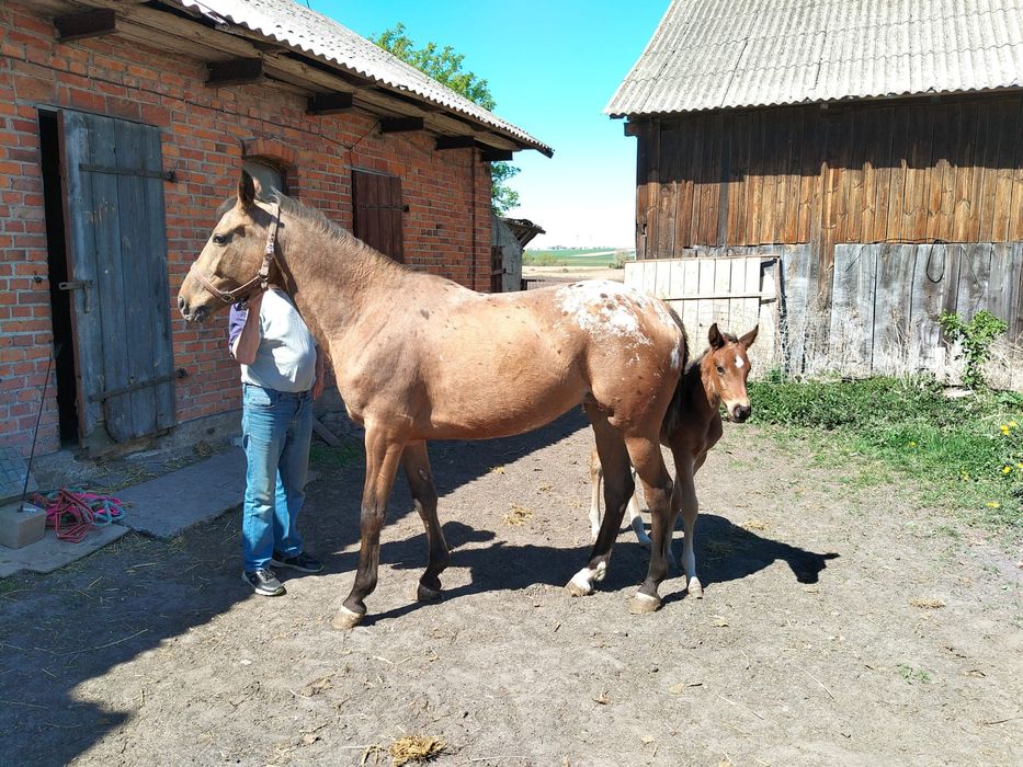 Klacze małopolskie