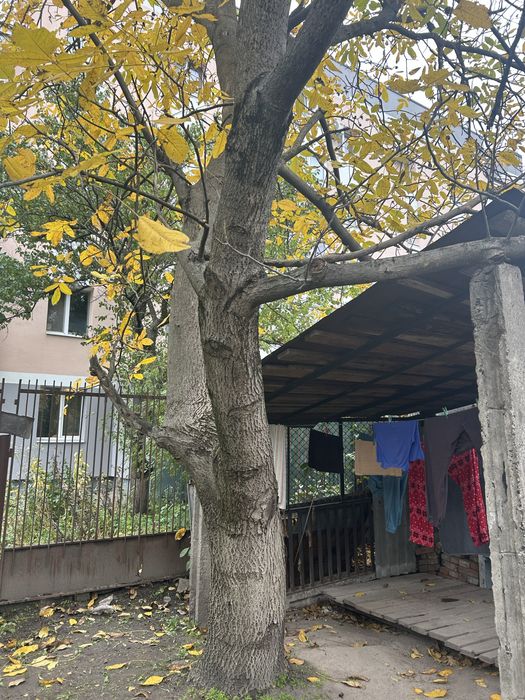 Віддам дерево горіха на зріз