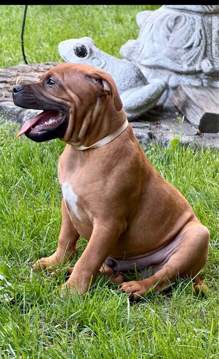 Rezerwacja ! Staffordshire Bull Terrier (stafik)ZKwP FCI  certyfikaty  wolny od chorób genetycznych ! Prawidlowy zgryz , jądra na miejscu .