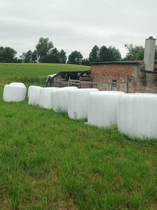 Siano polowe z domieszką koniczyny