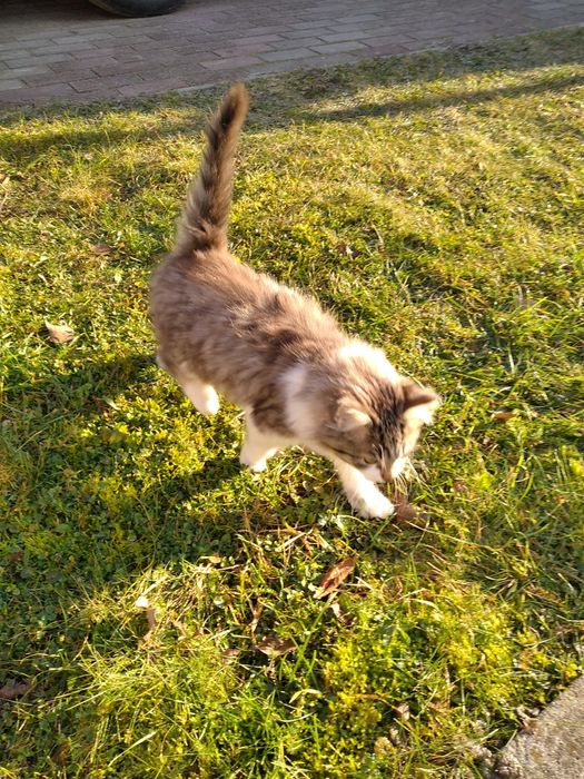 Віддам кошеня в добрі руки хлопчик 2 міс.