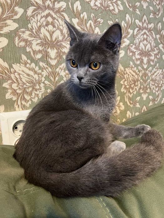 Котенок Бритни 7 месяцев