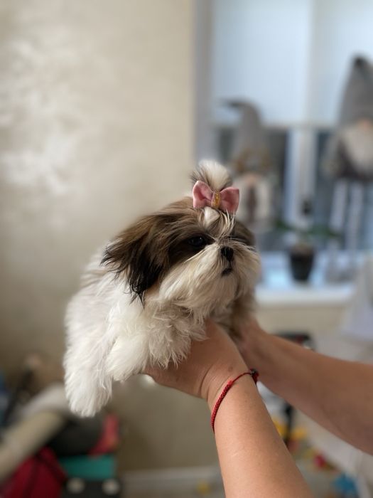 Мила  дівчинка ши тцу