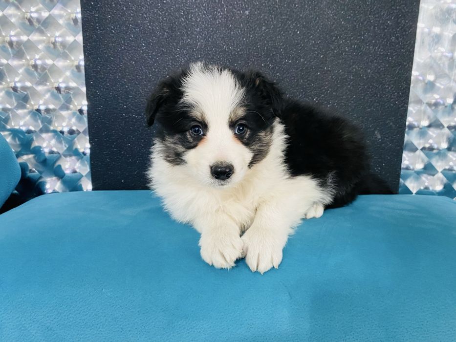 Border collie szeniak