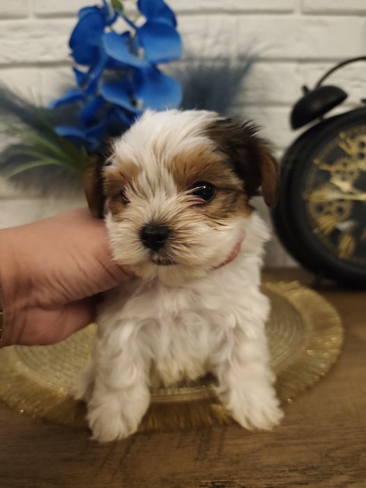 Yorkshire terrier biewer do rezerwacji