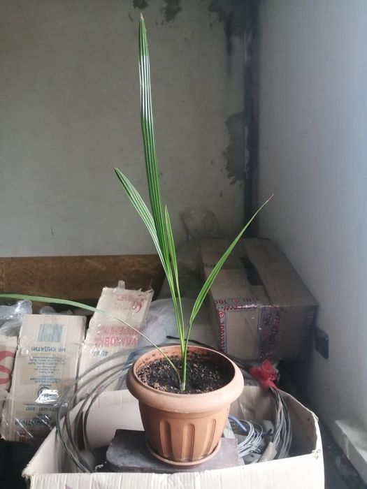 Кімнатні рослини різноманітні.