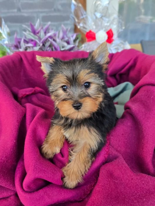 Suczka Yorkshire terrier