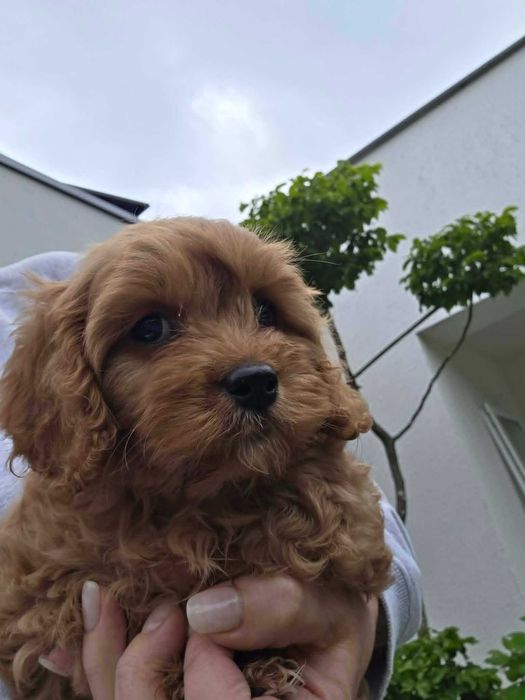 Cavapoo chłopczyk