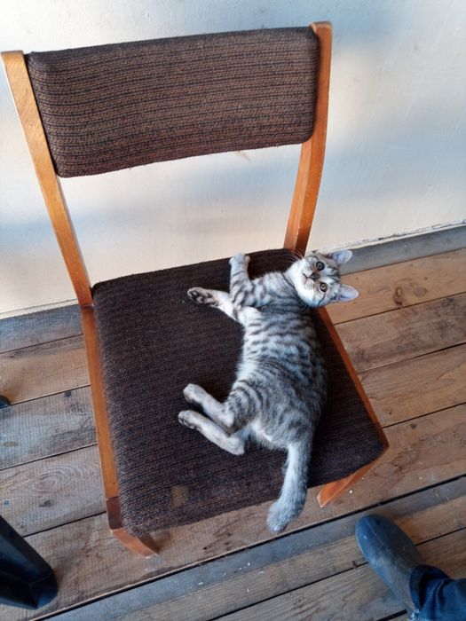 Kotek do adopcji Dyzio