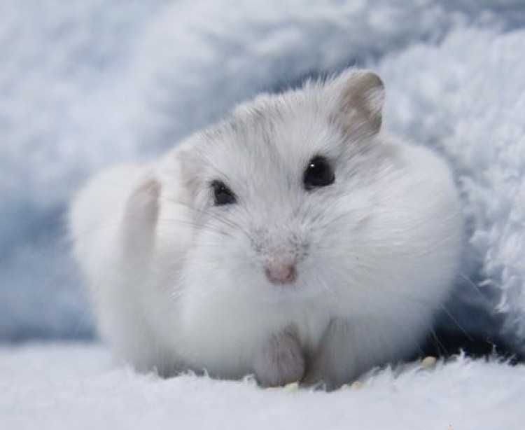 Роскошные джунгарские хомячки, белоснежного окраса, хомячата, хомяки