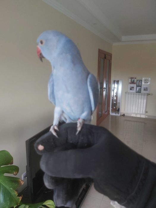 Ringneck Casal Violeta x Cobalto portadores de CC