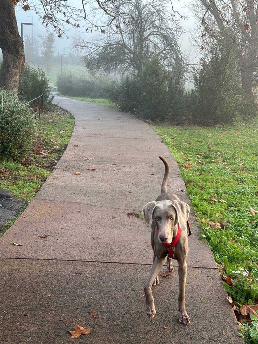 O Weimaraner Hugo está à procura de uma família [adoption]