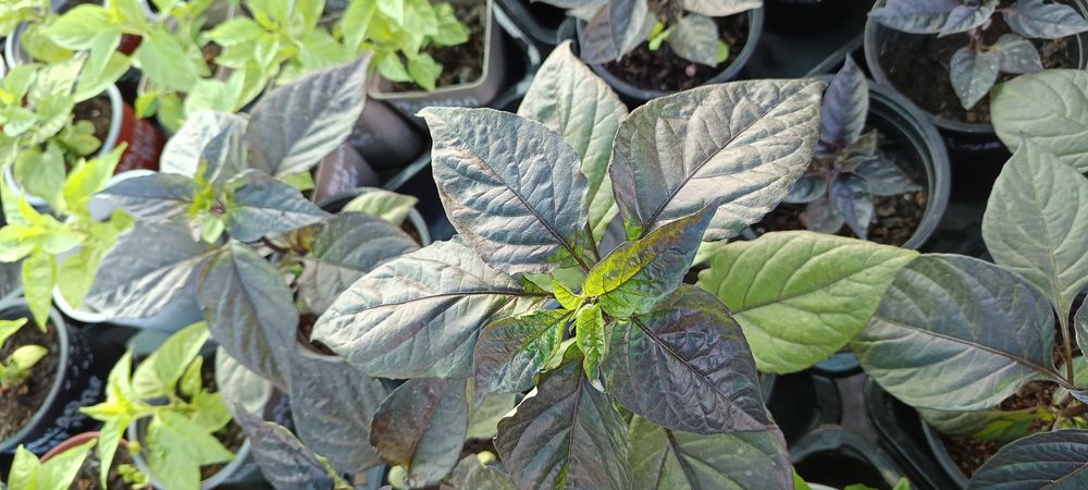 Vendo plantas de malaguetas / pimentas