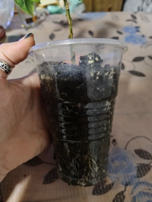 Брунфельсія Австралійська. Brunfelsia australis