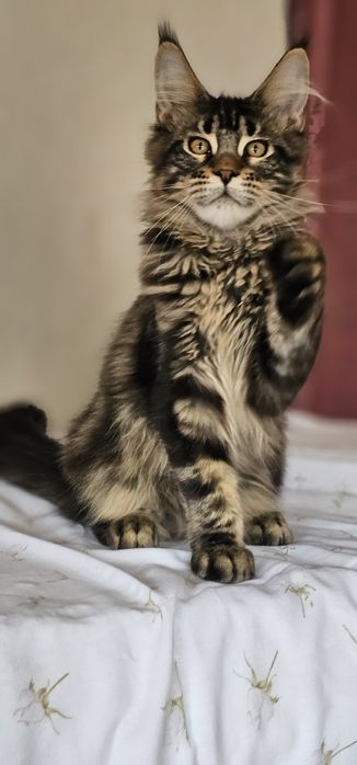Девочка мейн кун